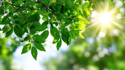 A vibrant display of green leaves illuminated by sunlight creates a tranquil atmosphere