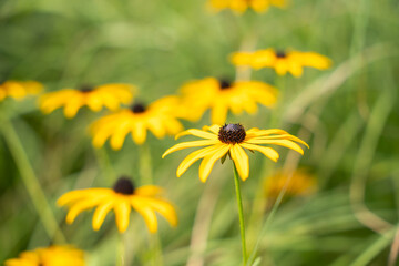 A bright yellow Rudbeckia flower with a dark center stands tall against a blurred green background. The petals radiate warmth and summer beauty.
