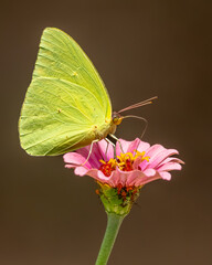 A sulphur butterfly feeding on a zinnia flower