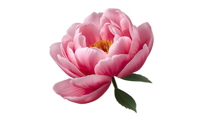 Fototapeta premium Pink Peony Flower PNG | Elegant Botanical Clipart for Luxury Wedding Invitations & Romantic Decor.
