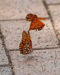 Two Gulf fritillary butterflies in flight