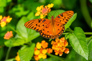 A Gulf fritillary butterfly feeding on a flower