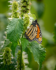 A Monarch butterfly feeding on a flower