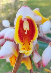 bee on flower