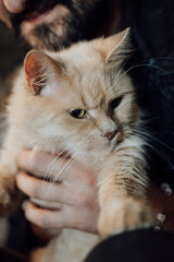 portrait of a cat