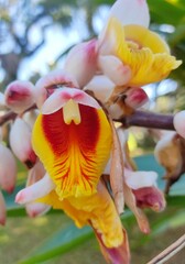 orchid flower on green background