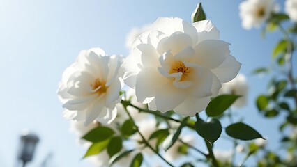 White roses in full bloom against a clear blue sky, bathed in soft sunlight.