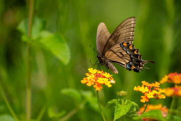 A pipevine butterfly feeding on a lantana flower