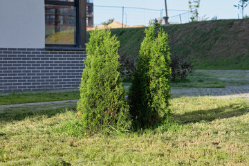 Obraz premium Two upright green arborvitae trees sit in a grassy area next to a building with a brick facade. A landscaped area is visible in the background
