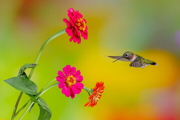 A female ruby-throated hummingbird feeding on a red zinnia flower