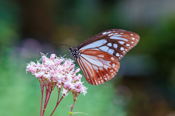 Chestnut tiger butterfly sucking nectar from a eupatorium fortunei blooming in an autumn garden.