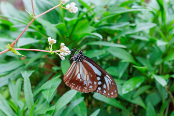 Chestnut tiger butterfly sucking nectar from a eupatorium fortunei blooming in an autumn garden.