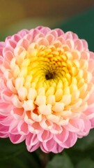 Close-up of a pink and yellow flower