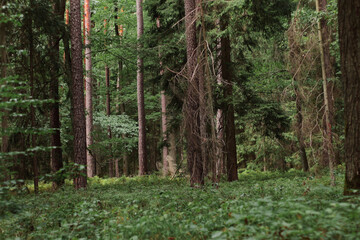 forest, nature background, forest background, walk in the forest
