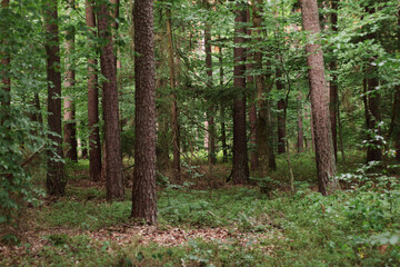 forest, nature background, forest background, walk in the forest