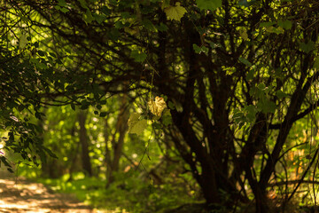 Autumn Lake with Flowers and Wildlife