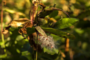 Autumn Lake with Flowers and Wildlife