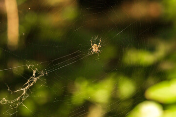 Autumn Lake with Flowers and Wildlife
