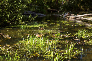 Autumn Lake with Flowers and Wildlife