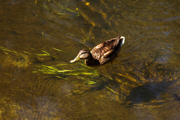 Autumn Lake with Flowers and Wildlife