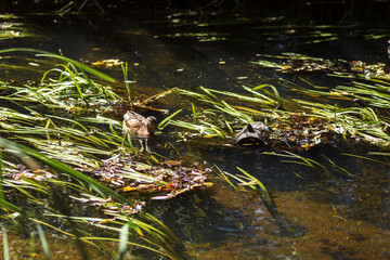 Autumn Lake with Flowers and Wildlife