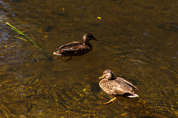 Autumn Lake with Flowers and Wildlife