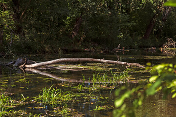 Autumn Lake with Flowers and Wildlife