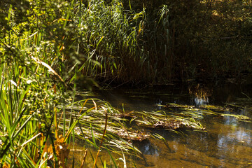 Autumn Lake with Flowers and Wildlife