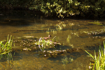 Autumn Lake with Flowers and Wildlife