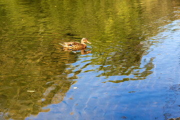 Autumn Lake with Flowers and Wildlife