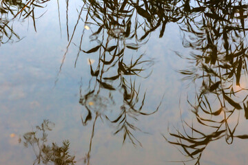 Autumn Lake with Flowers and Wildlife