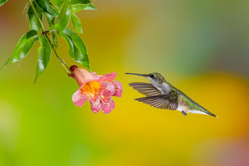 A female ruby-throated hummingbird feeding on a trumpet flower