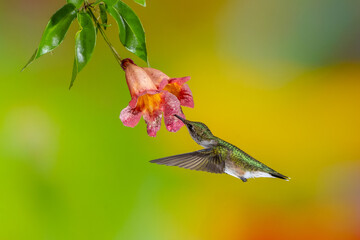 A female ruby-throated hummingbird feeding on a trumpet flower