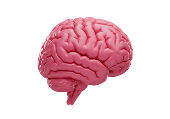 Pink 3D Brain Illustration on Transparent Background Isolated View