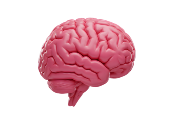 Pink 3D Brain Illustration on Transparent Background Isolated View