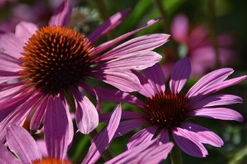 Lovely lilac flowers (Echinacea) are blossoming in a garden in sunny summer day.