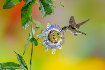 A female ruby-throated hummingbird feeding on a passion flower