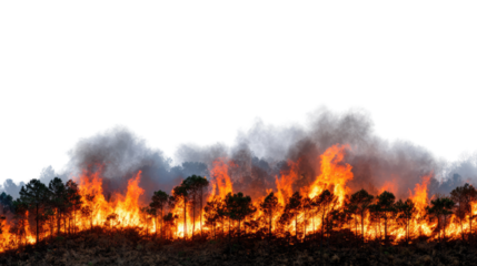 A dramatic scene of raging forest fire, capturing the intense flames and smoke against the backdrop of trees, highlighting the devastating impact of wildfires.