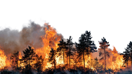 A dramatic depiction of raging forest fire engulfing trees, with thick smoke billowing into the sky, highlighting the destructive impact of wildfires on nature.