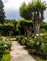 Picturesque garden path lined with roses and trees