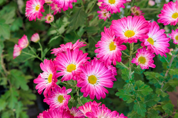 Obraz premium Beautiful Japanese pink and white chrysanthemum flowers blooming in the garden.