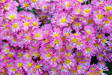Beautiful blooming Japanese pink chrysanthemums blooming in the garden.