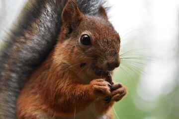 This cute squirrel in a forest likes to eat a nut.