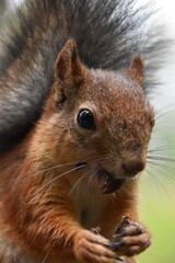 This cute squirrel in a forest likes to eat a nut.