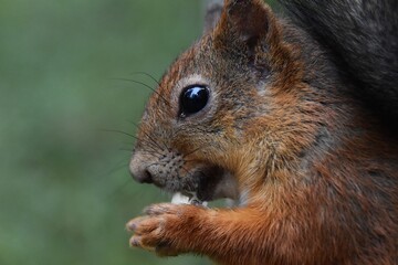 This cute squirrel in a forest likes to eat a nut.