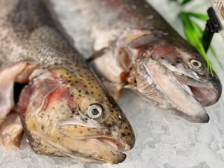Experience the delight of Fresh Trout displayed on Ice in our Premium Seafood Display today. Highquality trout elegantly displayed on ice, ideal for various culinary projects and seafood marketing