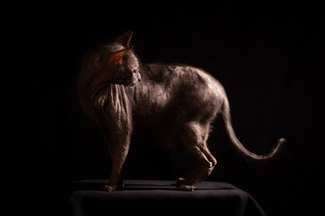 A cat of the Lykoi breed. Cat on a black background. Photo in a dark key