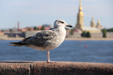 a portrait of a seagull against the backdrop of the Peter and Paul Fortress in St. Petersburg