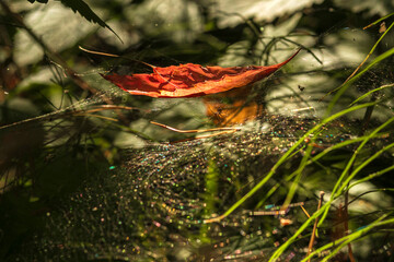 Autumn Lake with Flowers and Wildlife