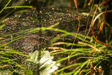 Autumn Lake with Flowers and Wildlife